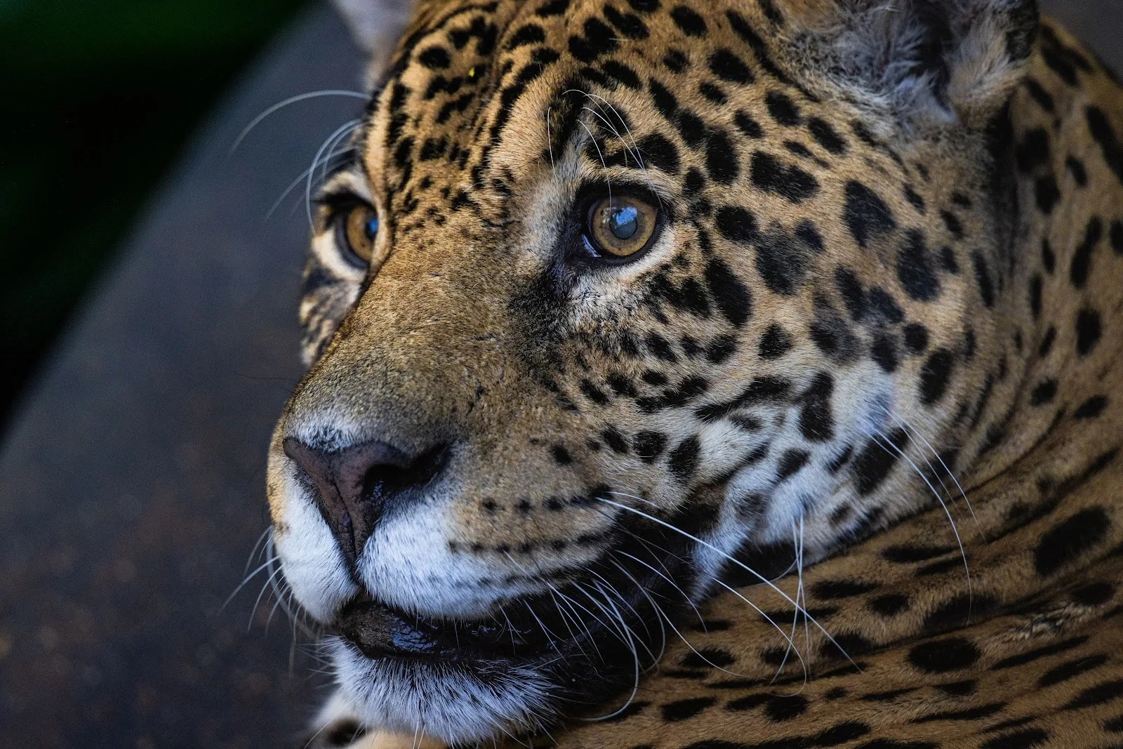 Zoológico SP 17 de Outubro